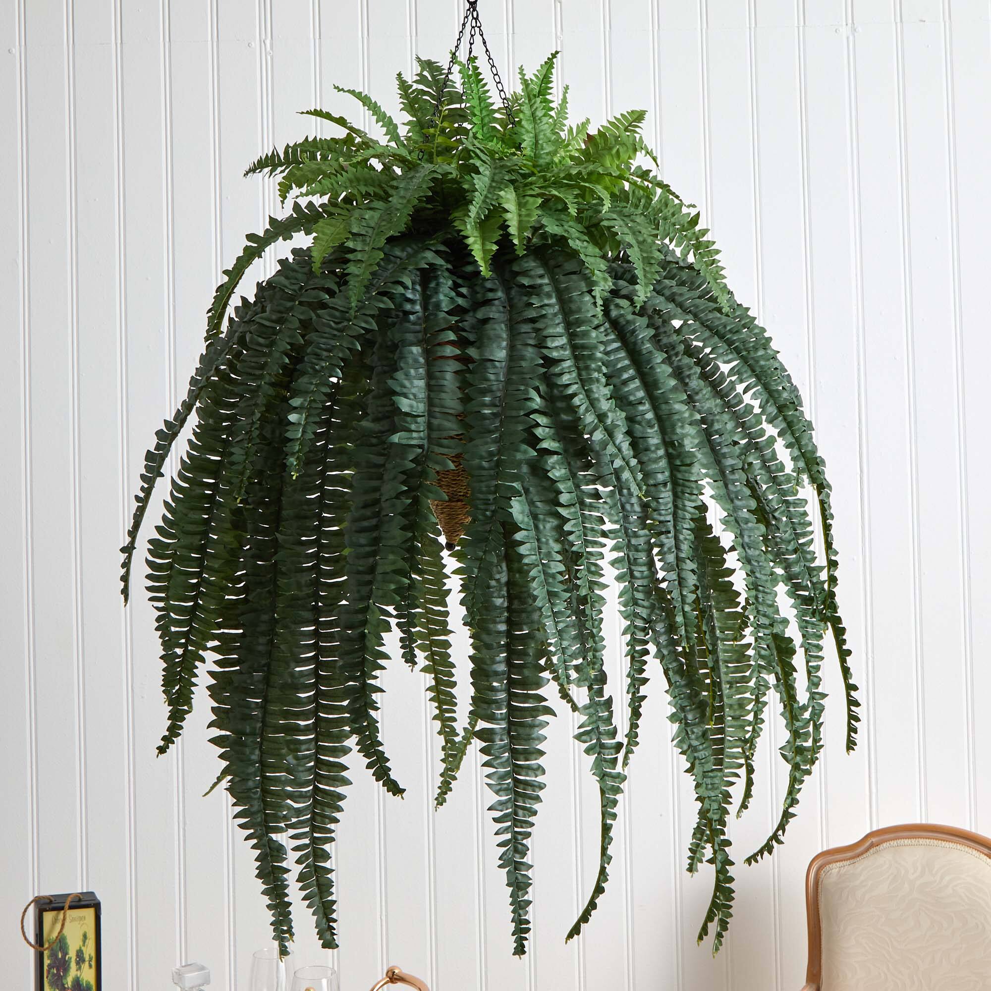 50” Giant Boston Fern in Hanging Cone Basket